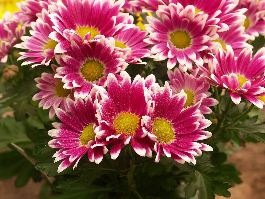Chrysanthemum #4 Photograph by Bonnie Sue Rauch