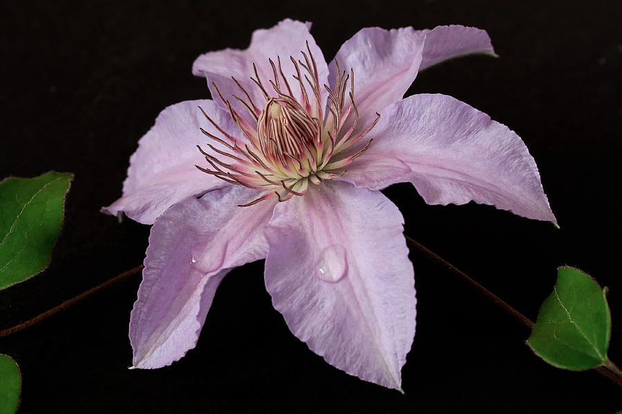 Flower Photograph - Clematis Filigree #4 by Shirley Mitchell