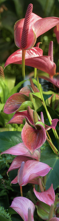 Nature Photograph - Close-up Of Anthurium Plant #4 by Panoramic Images