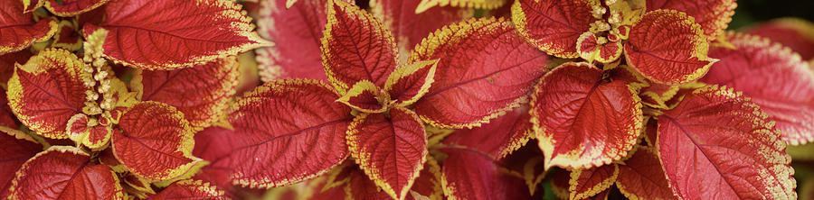 Close-up Of Coleus Leaves #4 Photograph by Panoramic Images