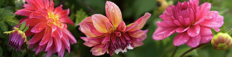 Nature Photograph - Close-up Of Dahlia Flowers Blooming #4 by Panoramic Images