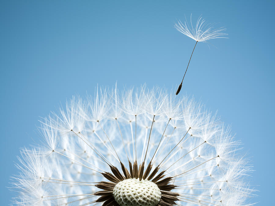 Close up of dandelion spores blowing away Photograph by Andy Roberts