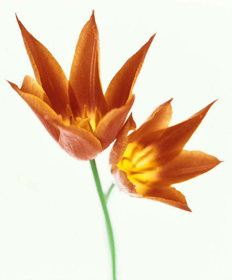 Still Life Photograph - Close Up Of Flowers #4 by Panoramic Images
