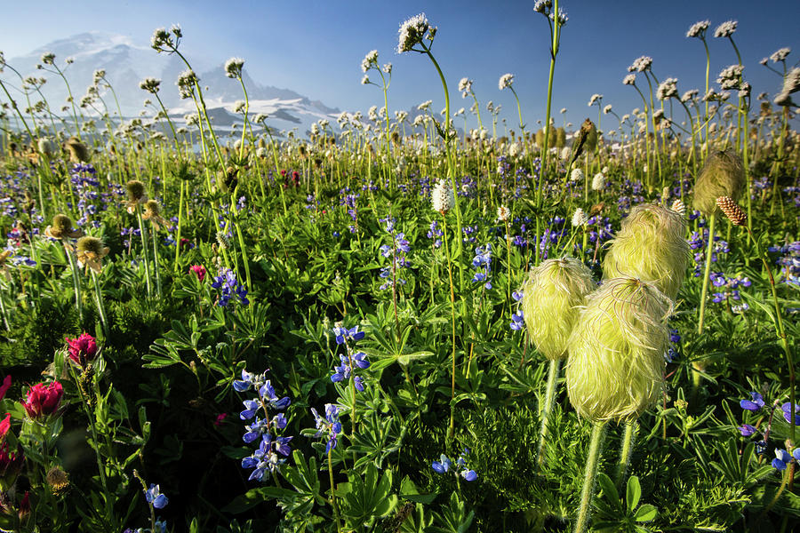 Close-up Of Wildflowers, Mount Rainier #4 Photograph by Panoramic Images