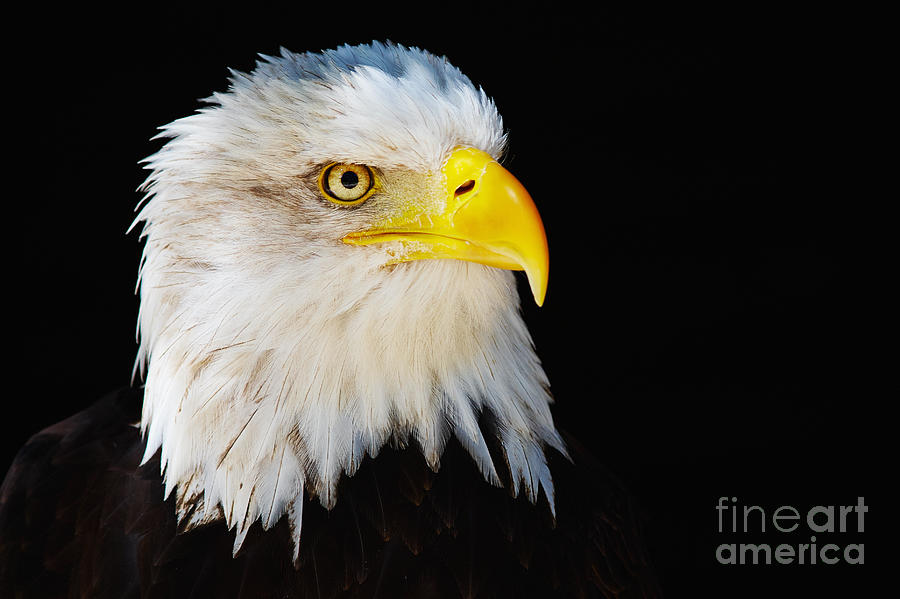 Closeup portrait of an American Bald Eagle #4 Photograph by Nick  Biemans