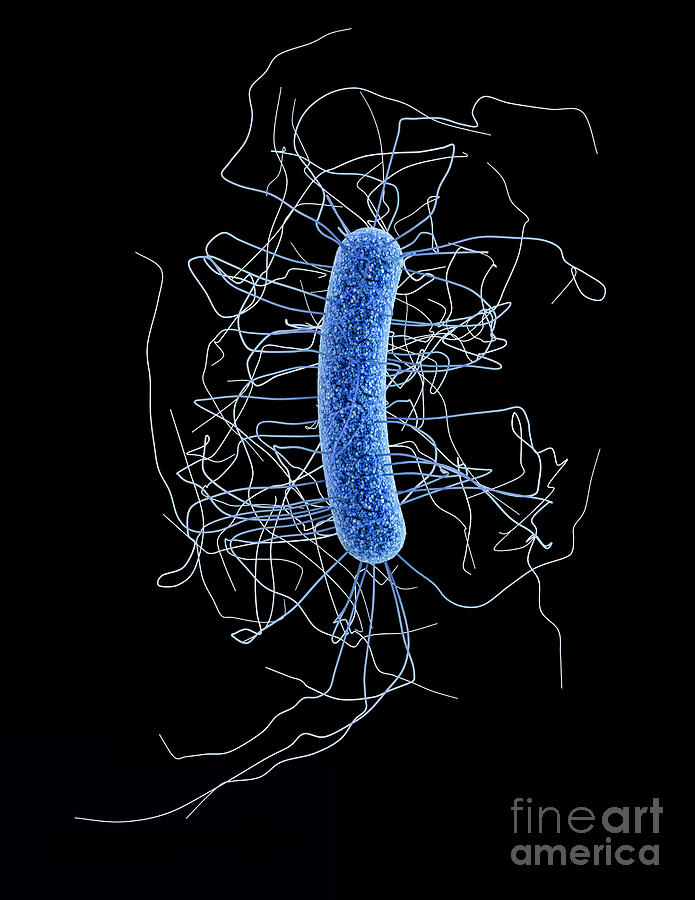 Clostridium Difficile Photograph - Clostridium Difficile, Bacteria #4 by Science Source