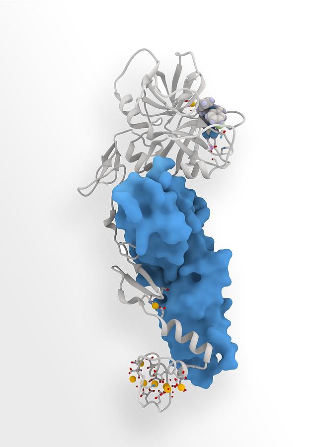 Coagulation factor complex molecule Photograph by Science Photo Library ...