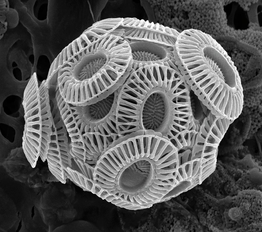 Nature Photograph - Coccolithophore #4 by Steve Gschmeissner/science Photo Library