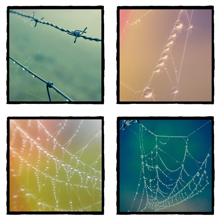 4 Color Web Droplets Photograph
