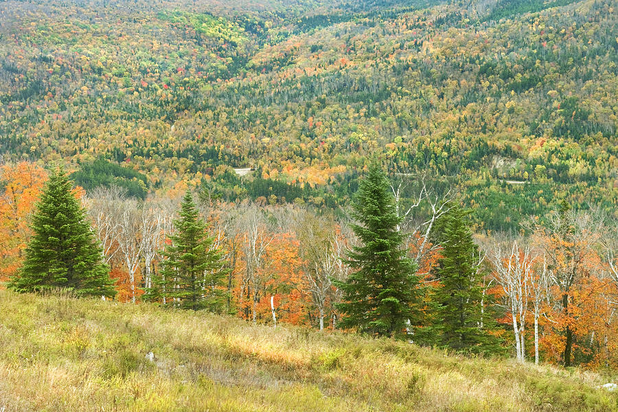 Colorful Fall Forest Near Rangeley Maine #4 Photograph by Keith Webber Jr