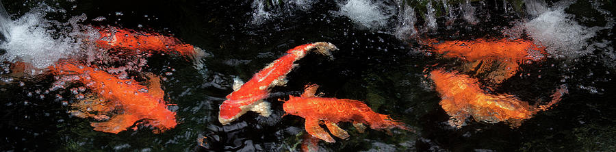Colorful Koi Fish Swimming Underwater #4 Photograph by Panoramic Images