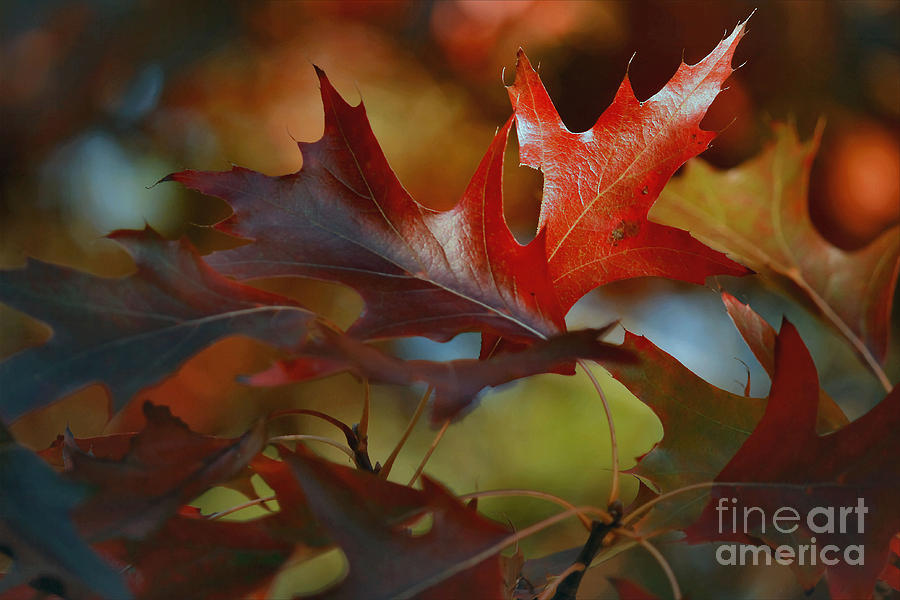 Fall Photograph - Colors Of Autumn #4 by Luv Photography