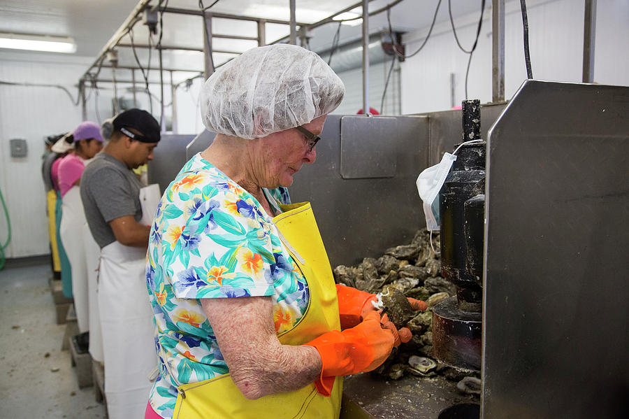 Commercial Oyster Processing #4 Photograph by Jim West