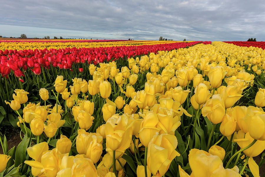 Spring Photograph - Commercial Tulip Field In Bloom #4 by Chuck Haney