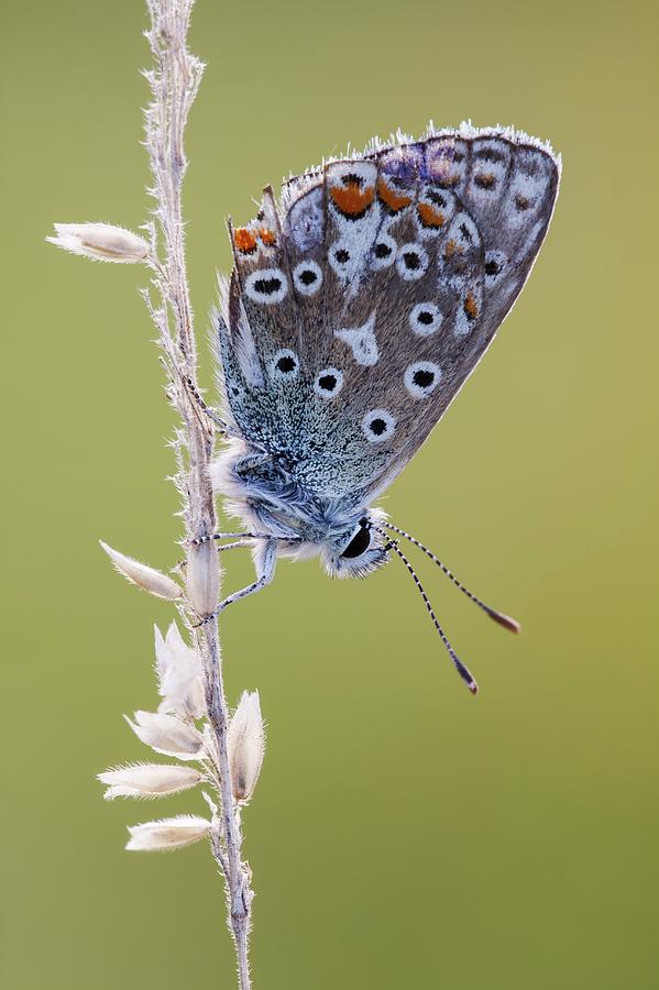 Butterfly Photograph - Common Blue Butterfly #4 by Heath Mcdonald