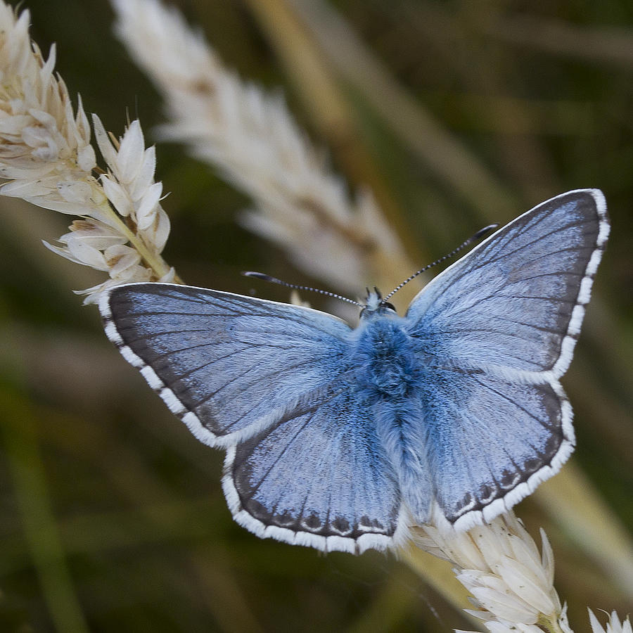 Common Blue Butterfly Photograph by Shirley Mitchell