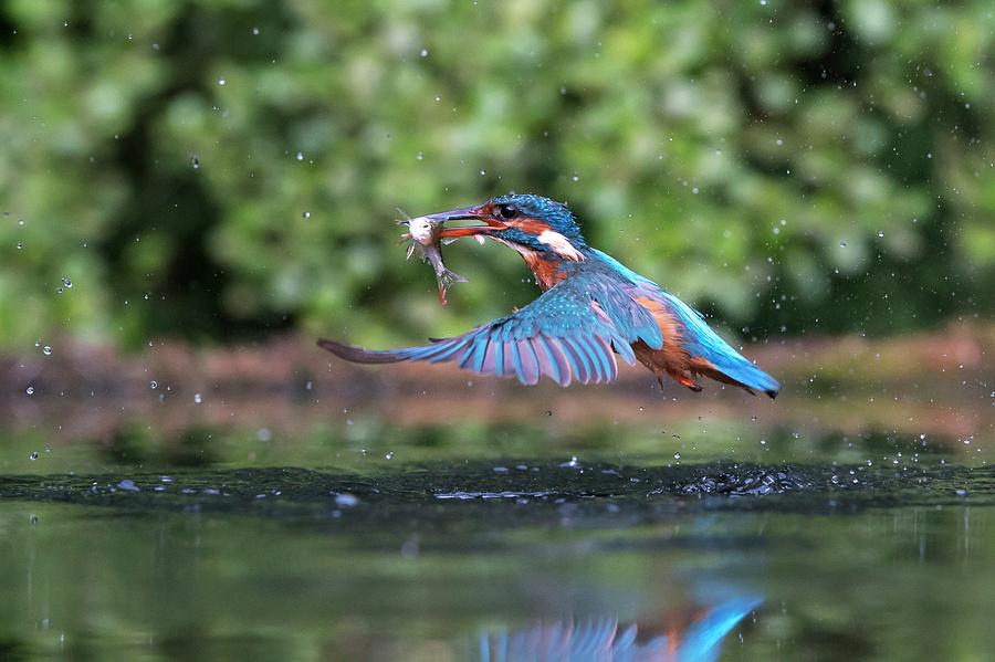 Common Kingfisher Catching A Fish #4 Photograph by Dr P. Marazzi