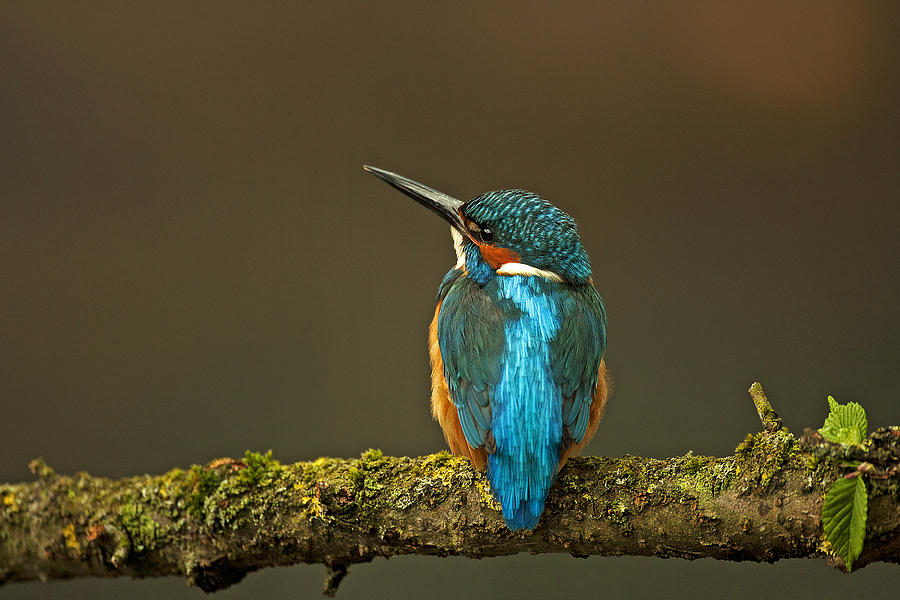 Common Kingfisher #4 Photograph by Paul Scoullar