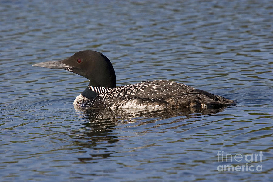 Loon Photograph - Common Loon #4 by Linda Freshwaters Arndt