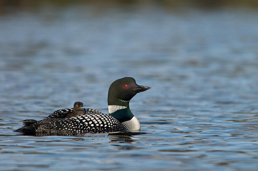 Common Loon With Chick #4 Photograph by Thomas And Pat Leeson