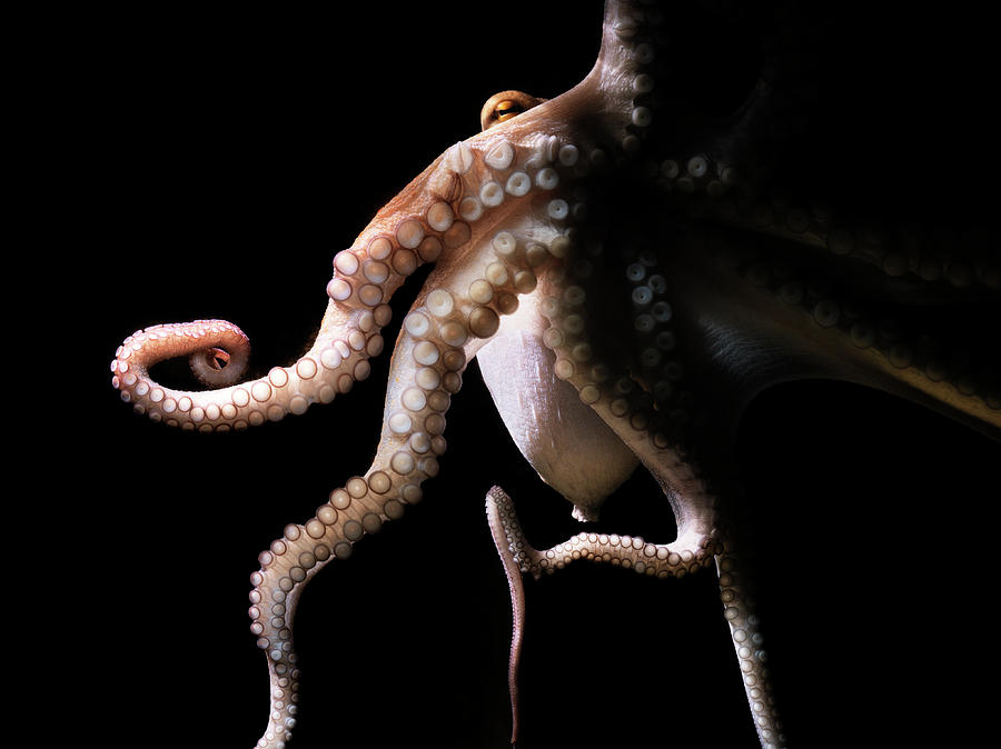 Common Octopus, Octopus Vulgaris #4 Photograph by Henrik Sorensen