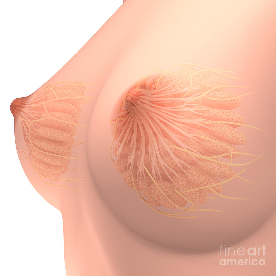 Conceptual Image Of Female Breast #4 Digital Art by Stocktrek Images