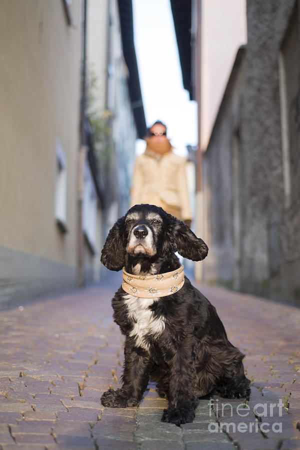 Cool dog #4 Photograph by Mats Silvan