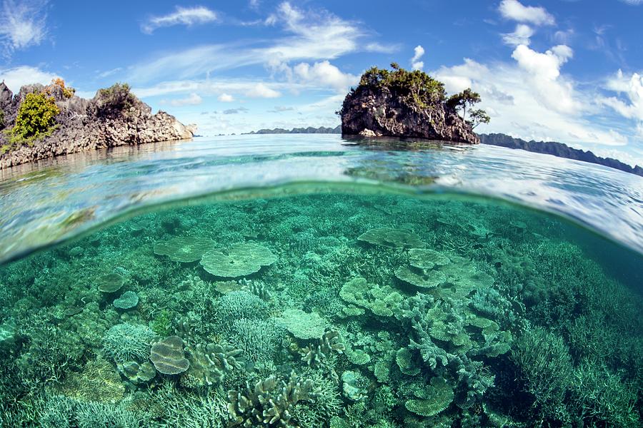 Coral Reef Photograph by Ethan Daniels - Fine Art America