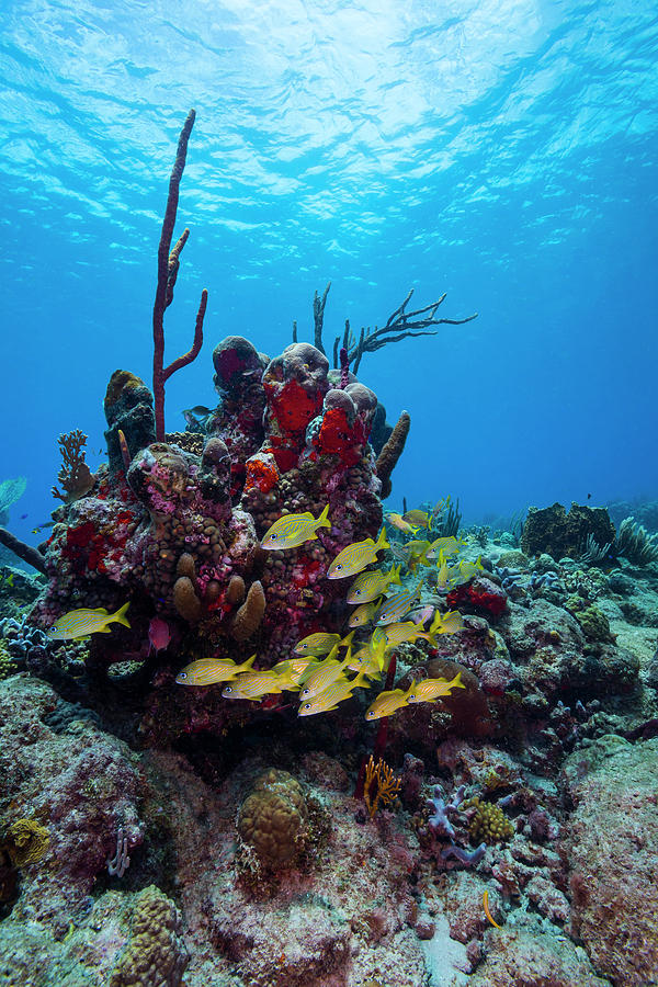 Coral Reef In St. Croix, U.s. Virgin Photograph by Jennifor Idol - Fine ...