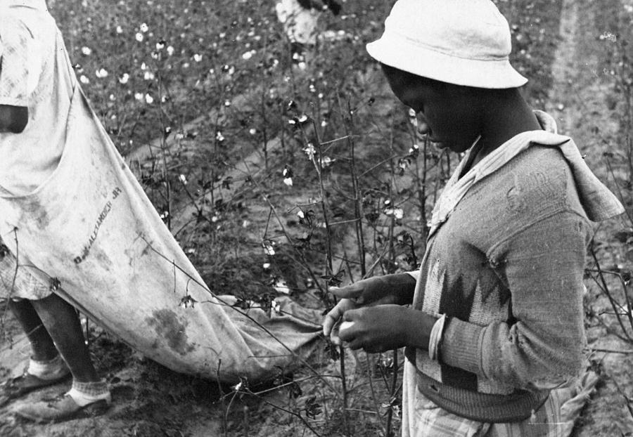 cotton-picker-1935-photograph-by-granger-pixels