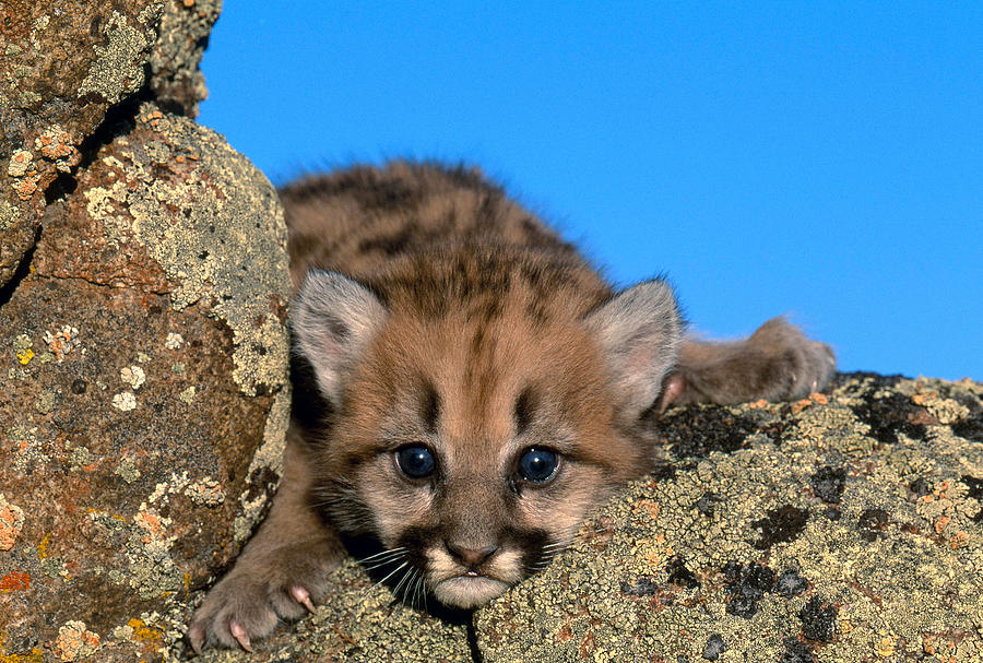 Cougar Cub Felis Concolor #4 Photograph by Jeffrey Lepore