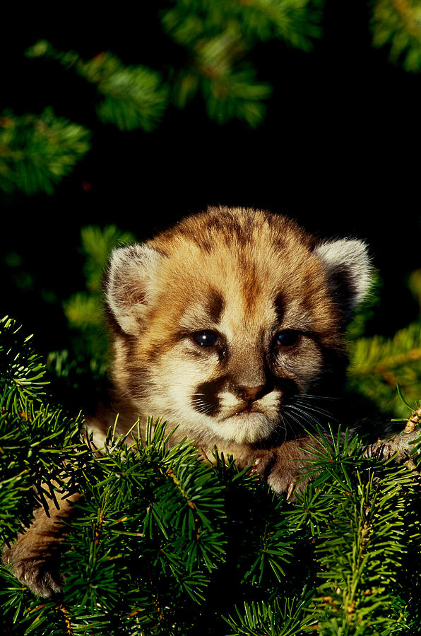 Cougar Cub #4 Photograph by Jeffrey Lepore