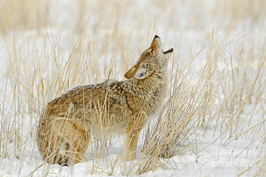Coyote Howling #3 Photograph by Dennis Hammer