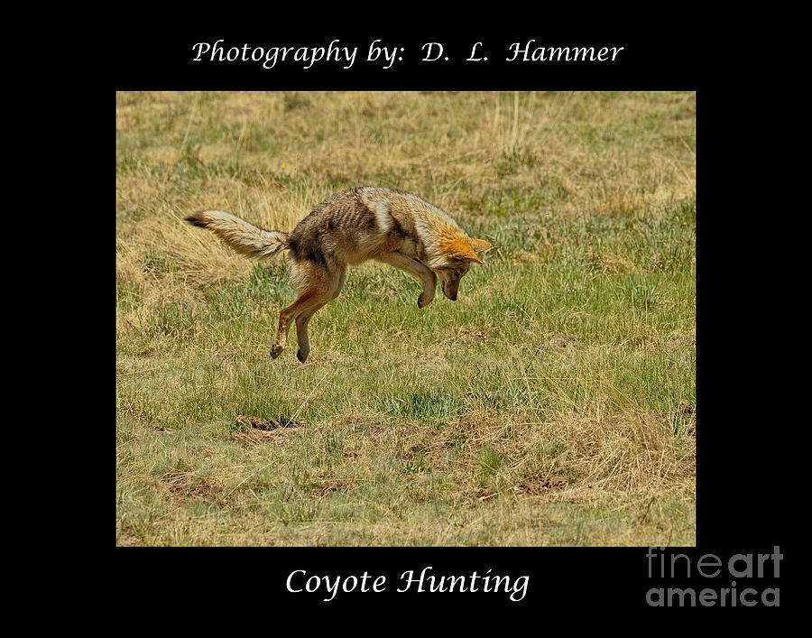 Coyote Hunting #4 Photograph by Dennis Hammer