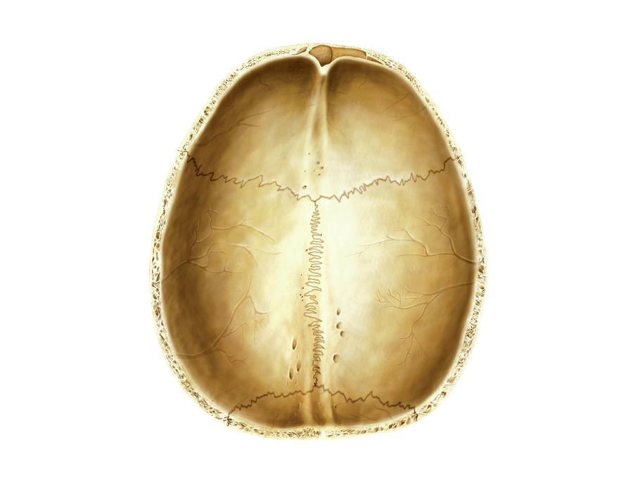 Cranium Photograph By Asklepios Medical Atlas Fine Art America 0132