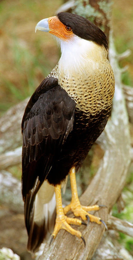 Crested Caracara Caracara Cheriway Photograph by Millard H. Sharp ...