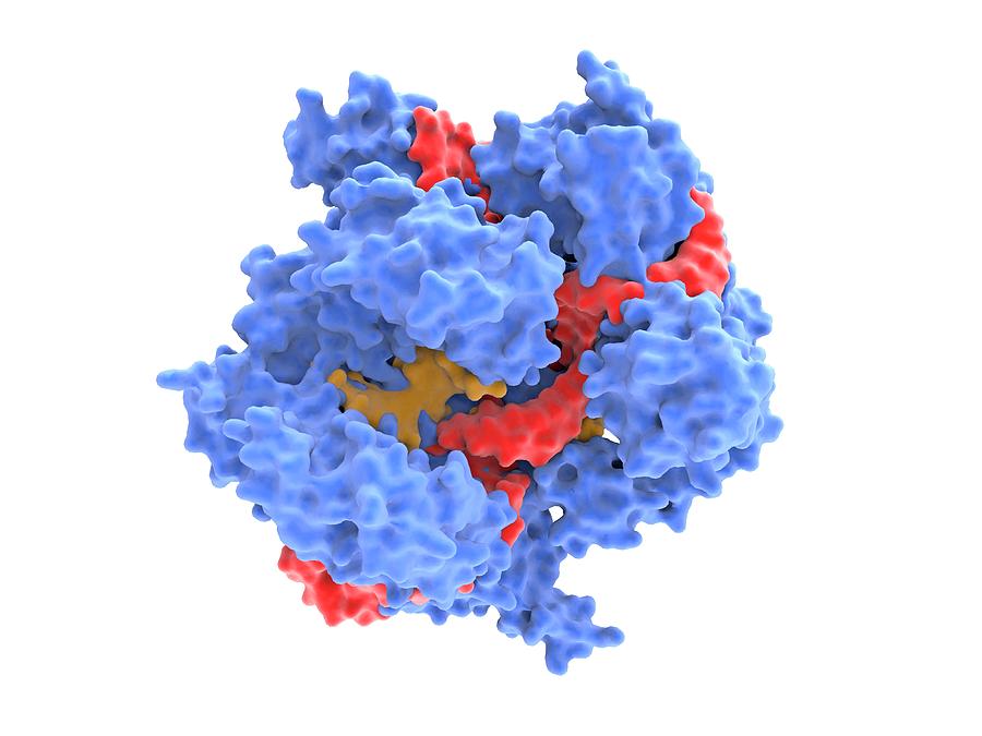 Crispr-cas9 Gene Editing Complex Molecule Photograph by Alfred Pasieka ...