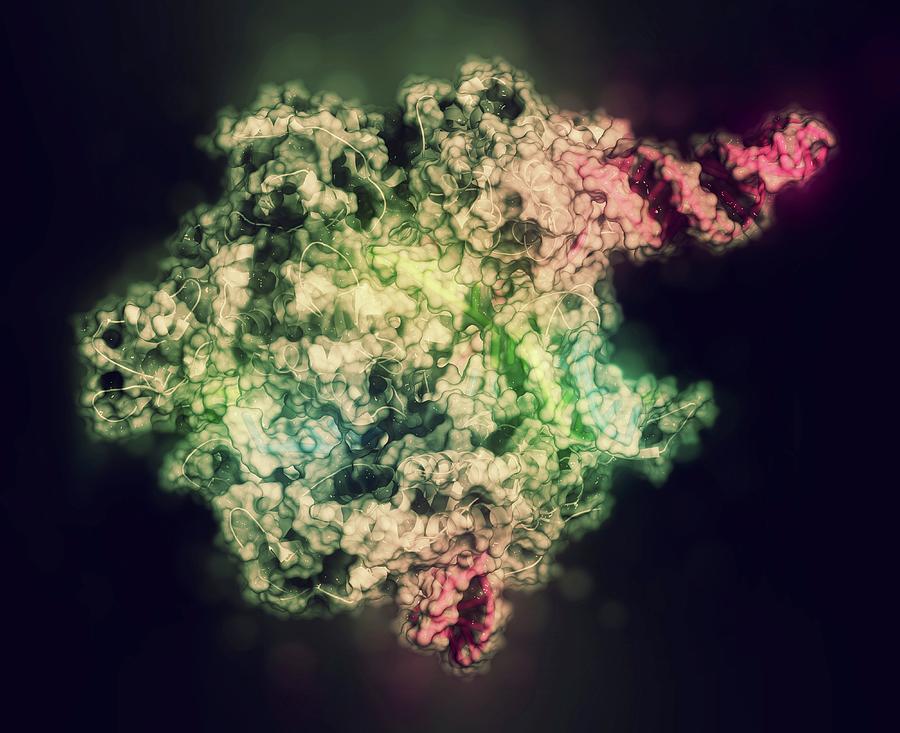 Illustration Photograph - Crispr-cas9 Gene Editing Complex #4 by Molekuul/science Photo Library