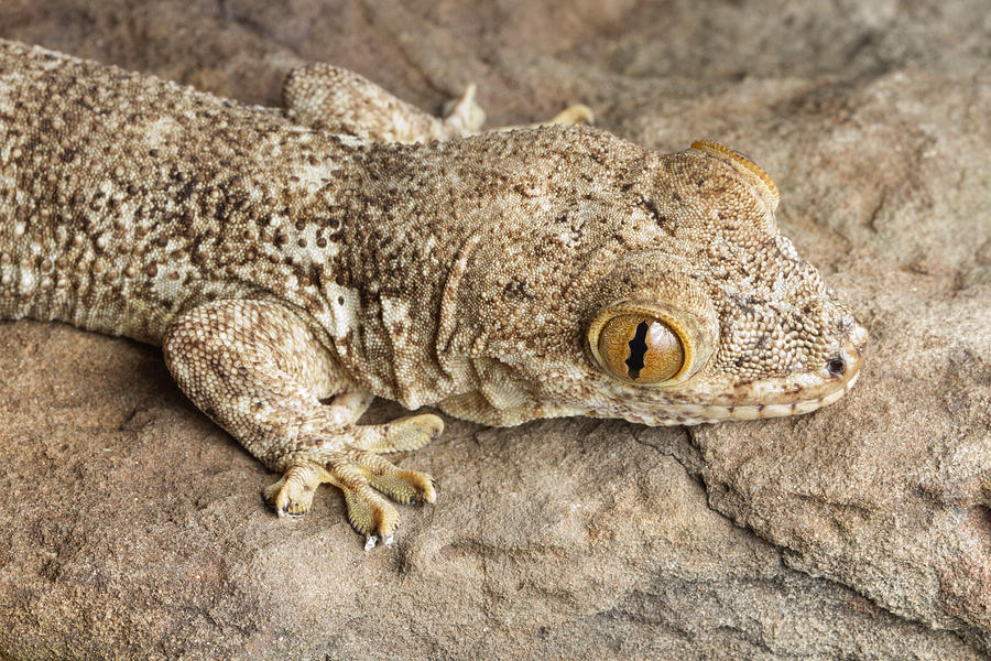 Crocodile Gecko Tarentola Mauritanica #4 Photograph by David Kenny