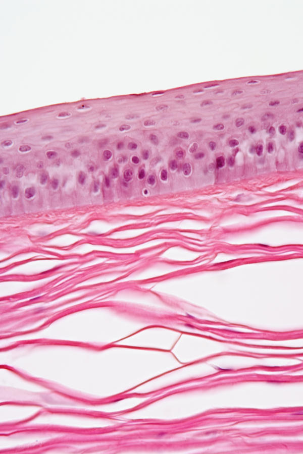Cross-section Of Human Cornea, Lm #4 Photograph by Science Stock Photography