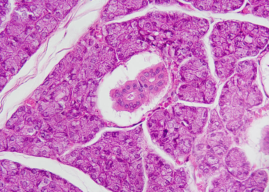 Cross-section Of Human Salivary Gland #4 Photograph by Science Stock Photography