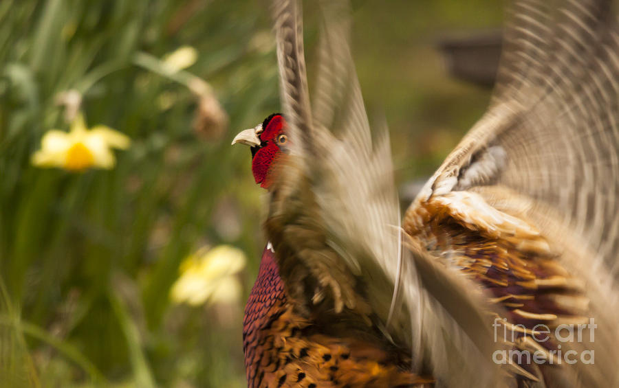 Crowing Pheasant #4 Photograph by Ang El