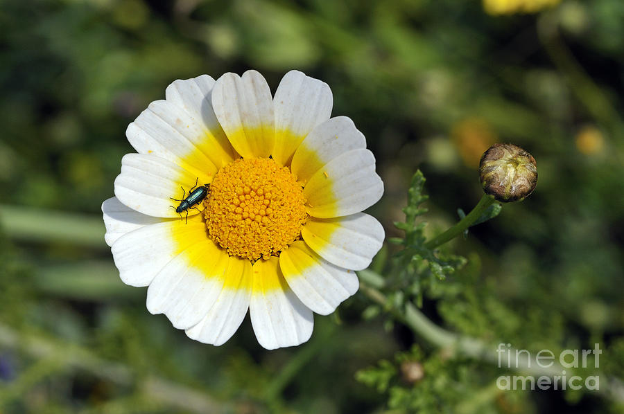 Wildflower Photograph - Crown daisy flower #1 by George Atsametakis