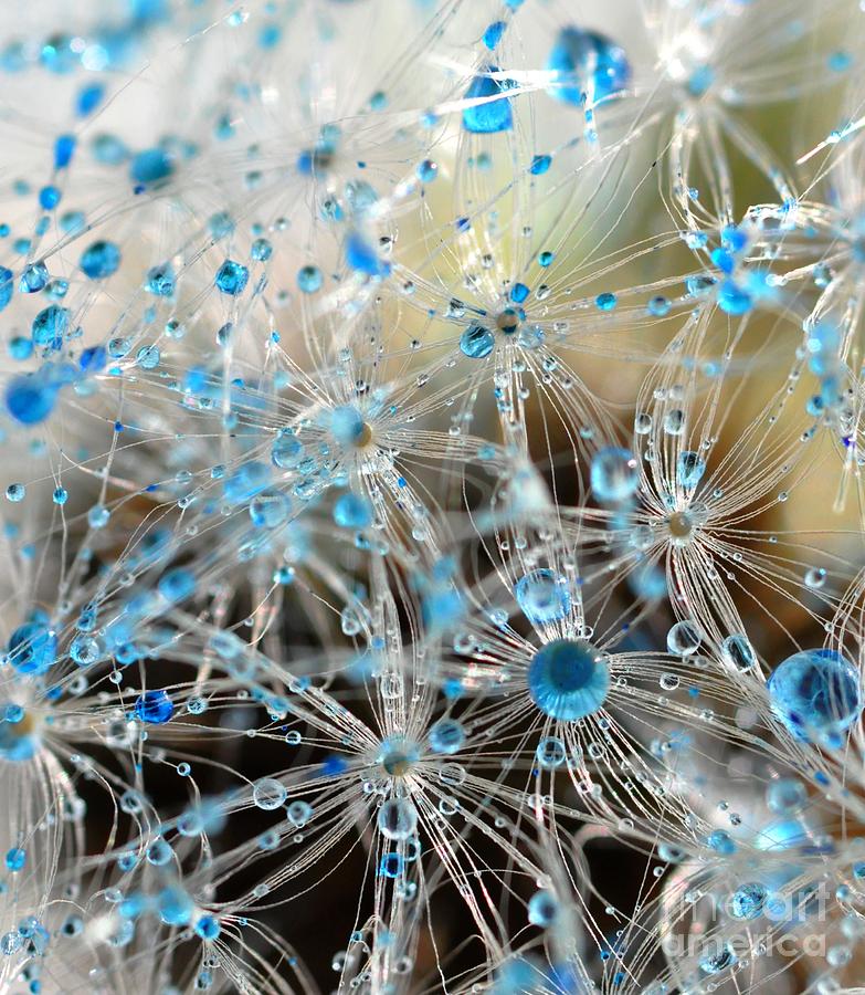 Crystal Flower #2 Photograph by Sylvie Leandre