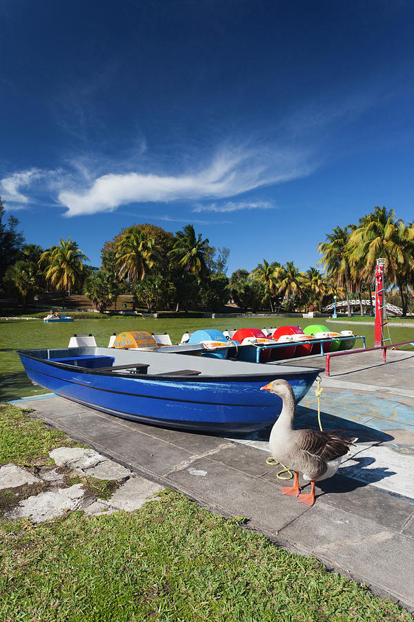 Goose Photograph - Cuba, Matanzas Province, Varadero #4 by Walter Bibikow