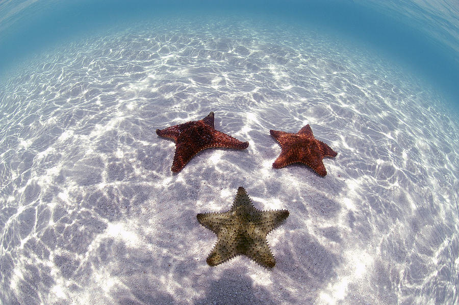 Cushion Sea Stars #4 Photograph by Charles Angelo