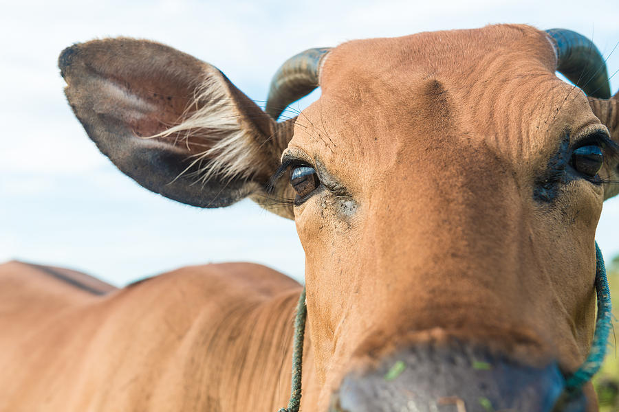 Cute Cow Closeup Photograph