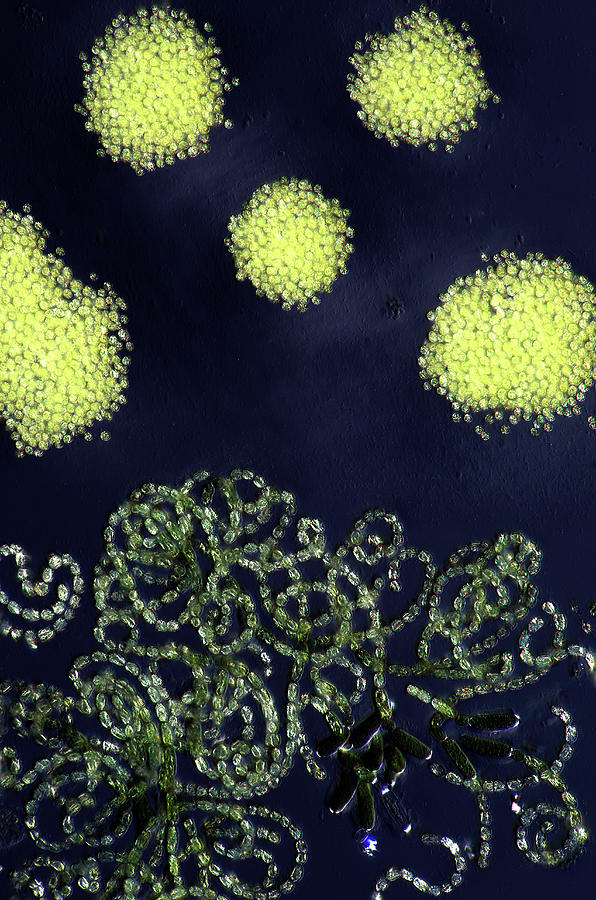 Cyanobacteria #4 Photograph by Marek Mis