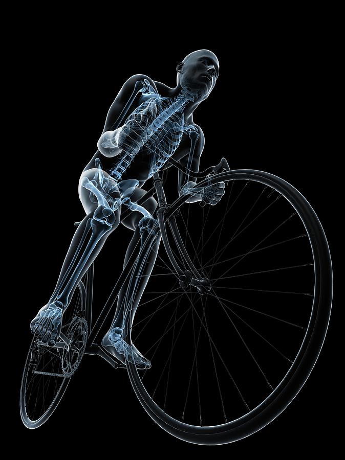 Cyclist Photograph by Sciepro/science Photo Library - Fine Art America