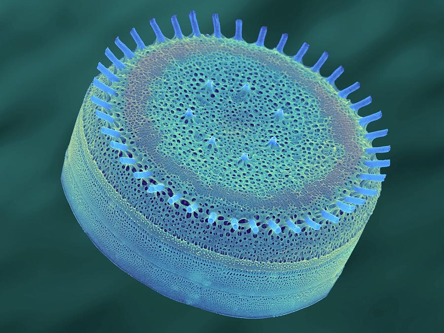 Cyclotella Sp. #4 Photograph by Dennis Kunkel Microscopy/science Photo Library